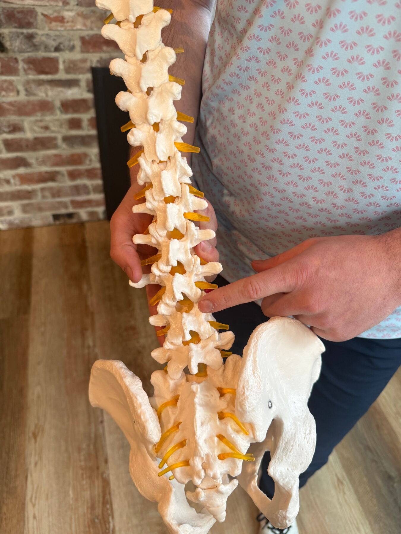Spine model showing disc anatomy